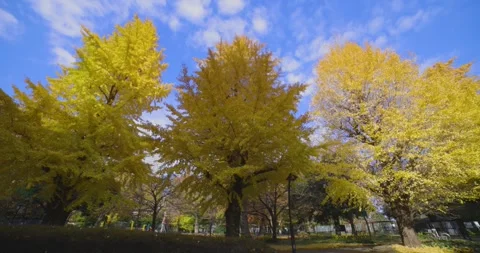 A yellow gingko tree at Hibiya park in Tokyo wide shot tilt up Stock Footage 303833368