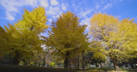 A yellow gingko tree at Hibiya park in Tokyo wide shot tilt down Stock Footage 303835916