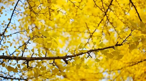Yellow ginkgo foliage Stock Footage 8607096