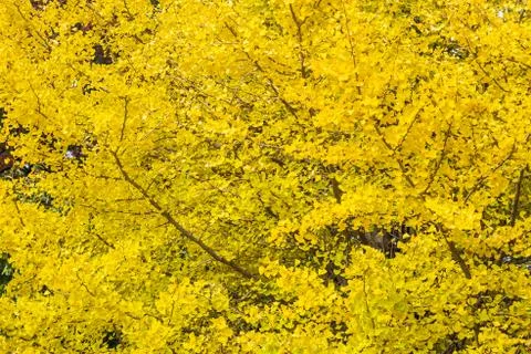 Yellow ginkgo leaf tree Stock Photos