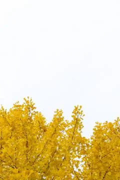 Yellow Ginkgo leaves on the branches are on the white background. Stock Photos