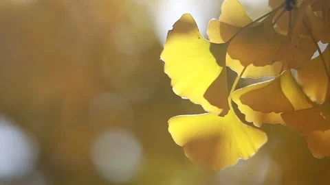 Yellow ginkgo leaves on tree Stock-Footage 310156909