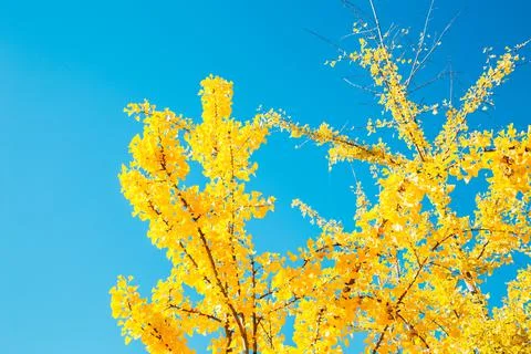 Yellow ginkgo tree at Incheon Grand Park in Korea Stock Photos