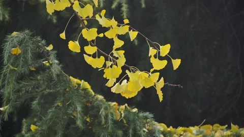 Yellow ginkgo tree leaves Stock Footage 153473589