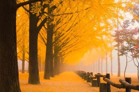 Yellow ginkgo tree in Nami Island,South Korea Stock Photos