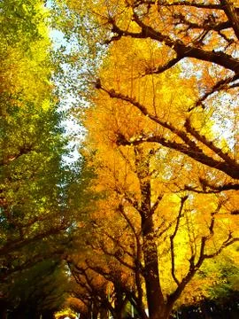 Yellow ginkgu tree Stock Photos
