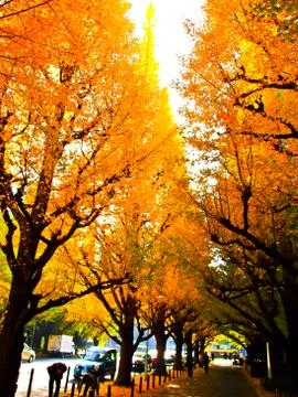 Yellow ginkgu tree Stock Photos