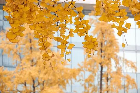 Yellow Ginko Trees Stock Photos