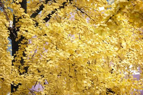 Yellow Ginko Trees Stock Photos