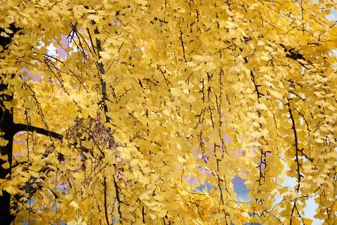 Yellow Ginko Trees Stock Photos