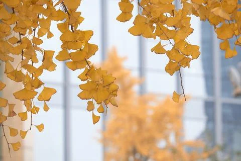 Yellow Ginko Trees Stock Photos