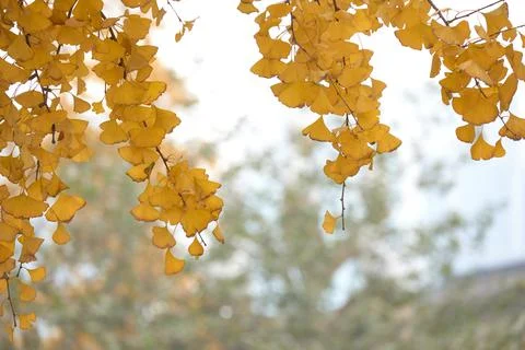Yellow Ginko Trees Stock Photos