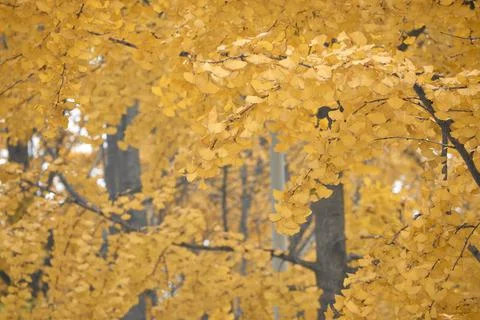 Yellow Ginko Trees Stock Photos