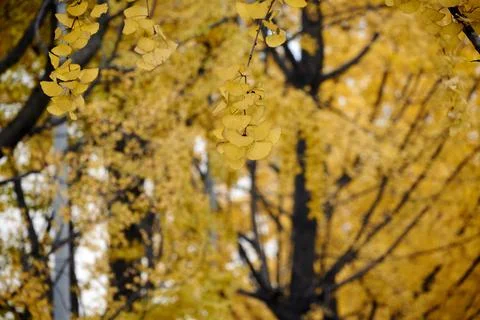Yellow Ginko Trees Stock Photos