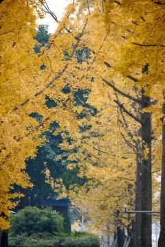 Yellow Ginko Trees Stock Photos