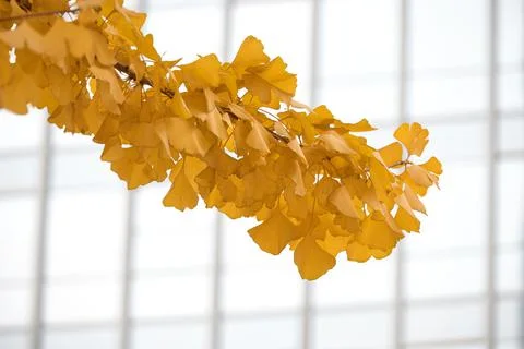 Yellow Ginko Trees Stock Photos