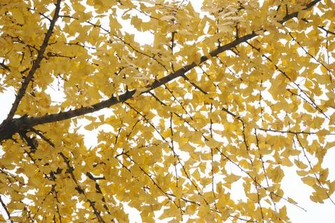 Yellow Ginko Trees Stock Photos
