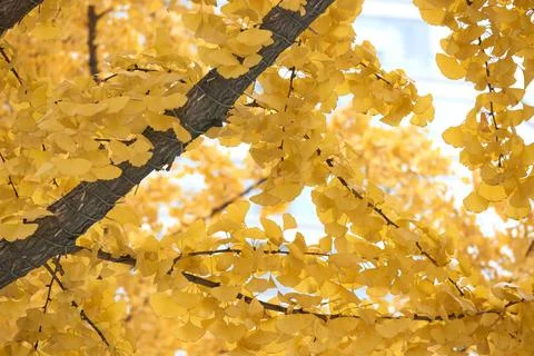 Yellow Ginko Trees Stock Photos