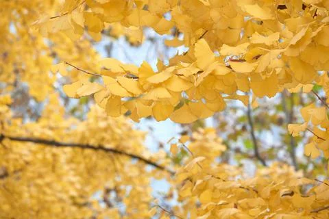 Yellow Ginko Trees Stock Photos