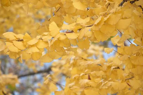 Yellow Ginko Trees Stock Photos