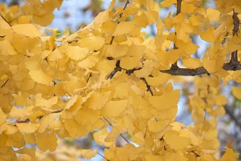 Yellow Ginko Trees Stock Photos