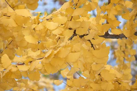 Yellow Ginko Trees Stock Photos