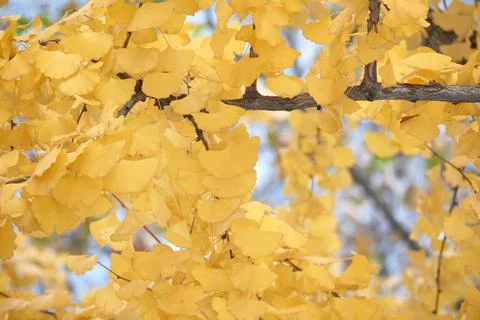 Yellow Ginko Trees Stock Photos