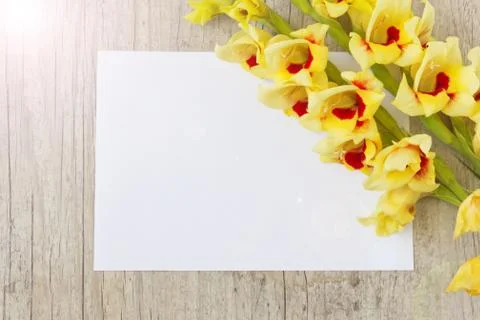 Yellow gladiolus 스톡 사진