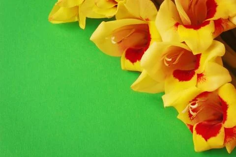 Yellow gladiolus 스톡 사진