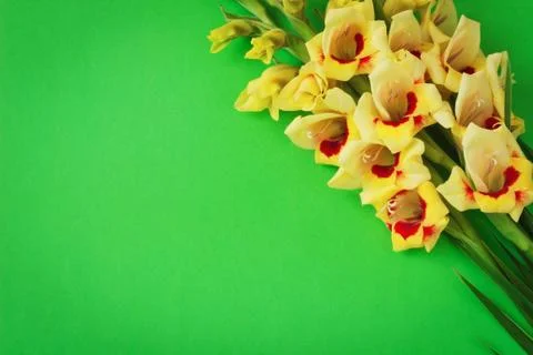 Yellow gladiolus 스톡 사진