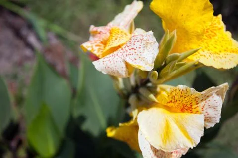 Yellow gladiolus Stock Photos
