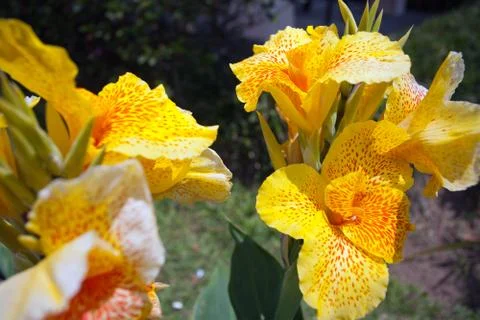 Yellow gladiolus Stock Photos