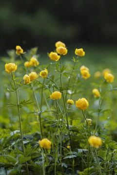 Yellow globeflower in a forest clearing Stock Photos