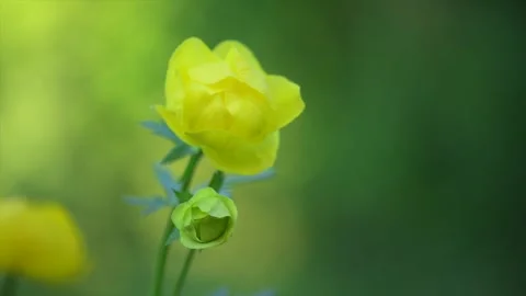 Yellow globeflowers bloom closeup in the soft evening light Stock Footage 310488632