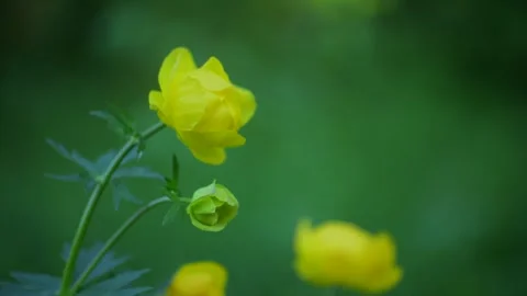 Yellow globeflowers bloom closeup in the soft evening light Stock Footage 310535838