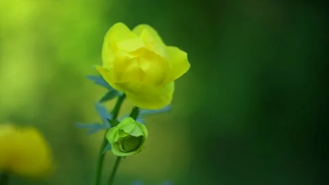 Yellow globeflowers bloom closeup in the soft evening light Stock Footage 310962406