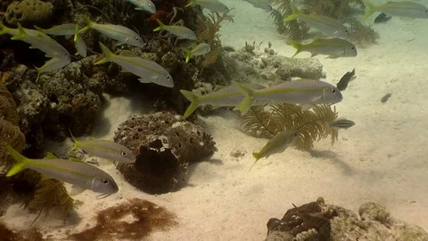 Yellow Goat Fish Stock-Footage 70075416