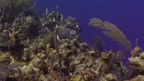 Yellow Goat Fish School. Stock Footage 70077580