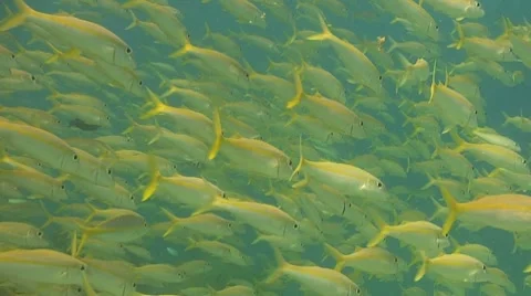Yellow goatfish Stock Footage 8575173