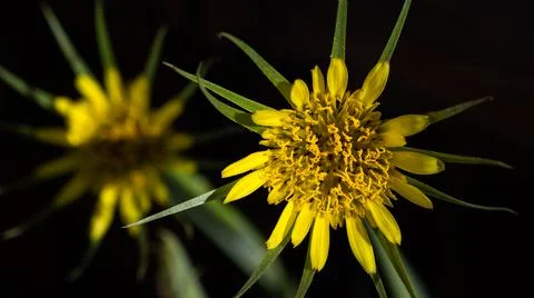 Yellow Goatsbeard Stock Photos