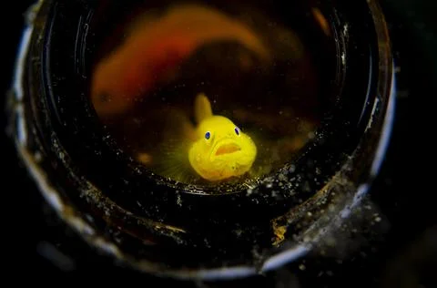 Yellow Goby Fish Stock Photos