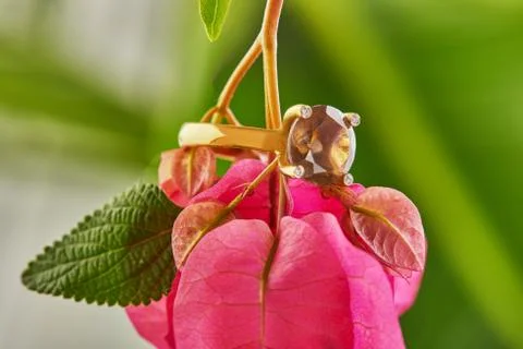 Yellow gold ring with diamonds and smoky topaz on pink flowers with green lea Stock Photos