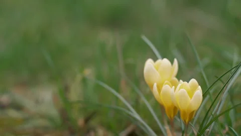 Yellow, golden crocus, close-up on a spring field. Blurred background Stock Footage 266068590