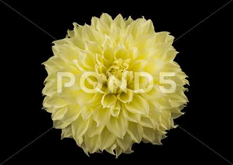 Yellow golden-daisy bud over black Stock Photos