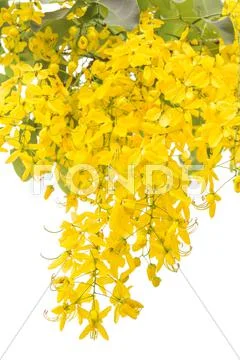 Yellow golden shower Stock Photos