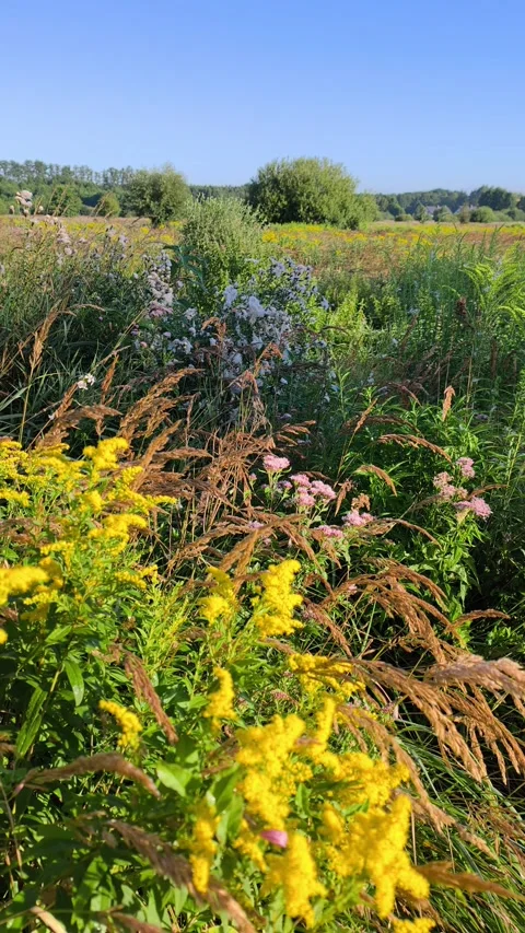 Yellow Goldenrod Flowers Blooming in Summer Vídeo Stock 342408341