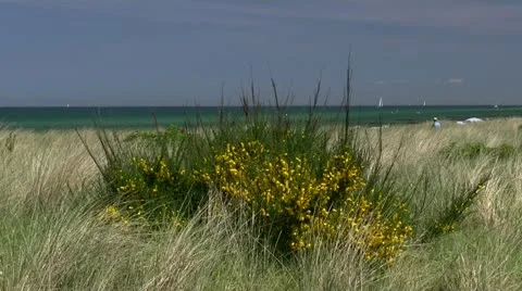 Yellow Gorse on Baltic Sea Beach - Northern Germany Stock-Footage 12461604