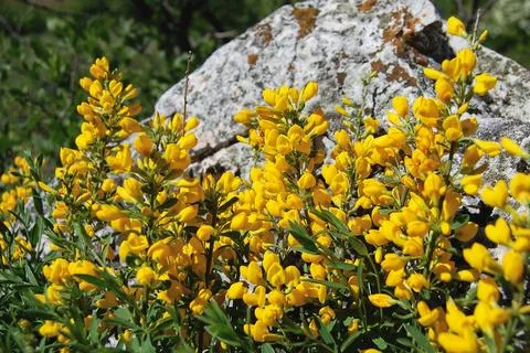 Yellow Gorse Flowers Stock Photos