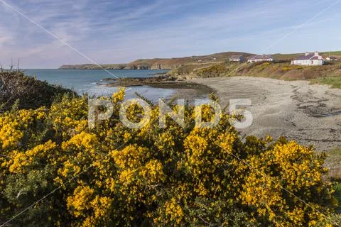 Yellow gorse flowers by the sea at Porth Trwyn, Anglesey Stock Photos