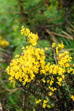 Yellow gorse Stock Photos